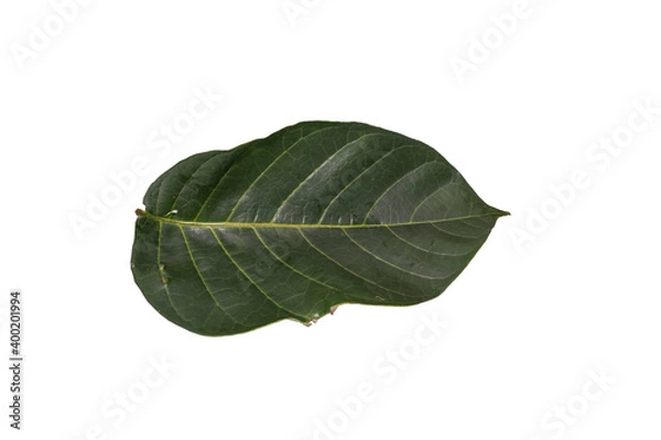 Obraz  leaf isolated on white