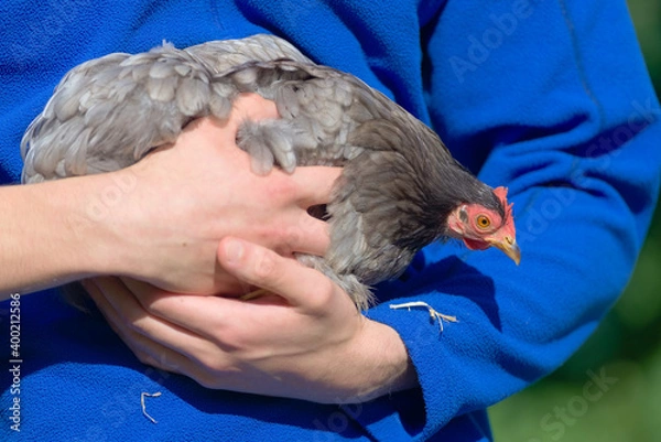 Fototapeta Pet pekin bantam hen chicken looks down from the arms of her carer.