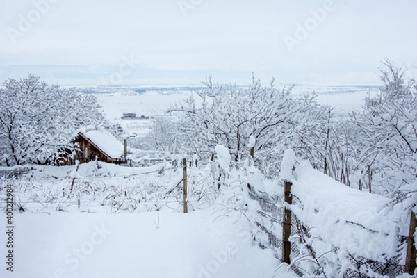 Fototapeta Winter walk into forest 