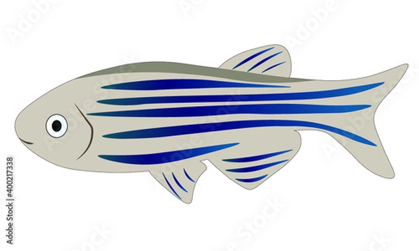 Fototapeta Zebrafish 