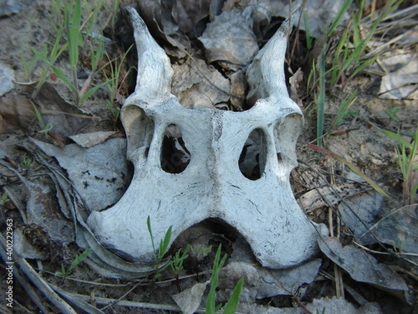 Obraz strange bone found in the forest
