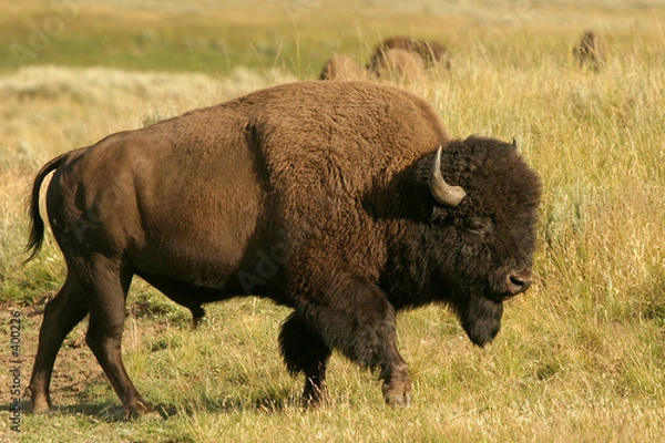 Obraz bison