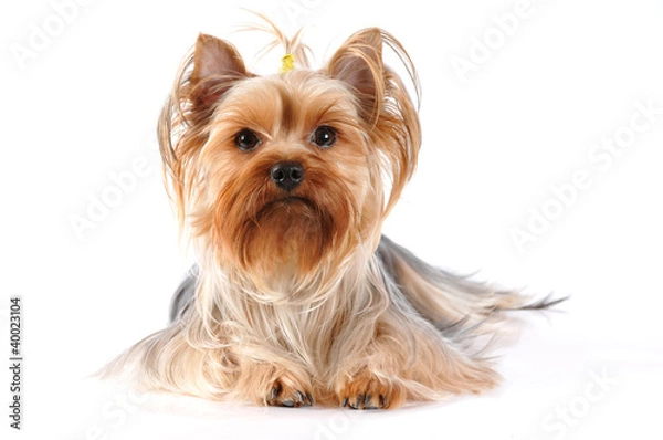 Obraz Yorkshire terrier lying  portrait