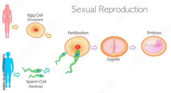 Fototapeta Sexual reproduction stages, steps, levels. Fertilization male female. Development embryogenesis zygote, embryo. Sperm from the testicles and egg cell from the ovary. explanations. Illustration vector