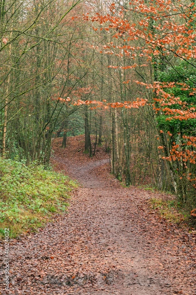 Obraz A winding and muddy path covered with fallen leaves creeps into the woods.