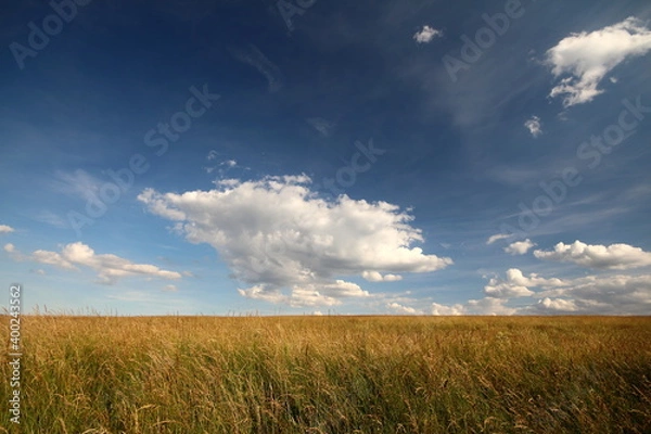 Obraz meadow under blue sky