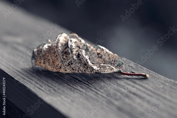 Obraz leaf on a wooden railing
