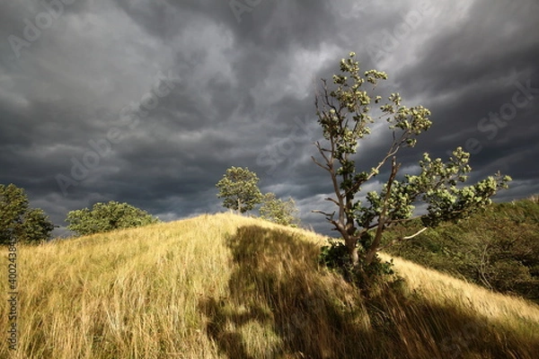 Obraz grass on a hill