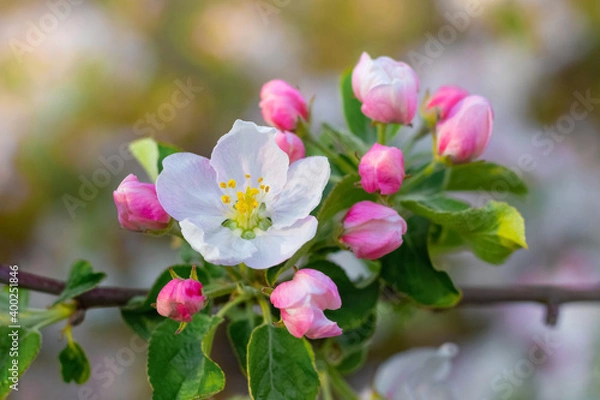 Fototapeta Apple tree branch with flowers and buds in the spring garden