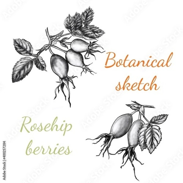 Obraz The berries of rose hips. Botanical vintage set. Digital illustration