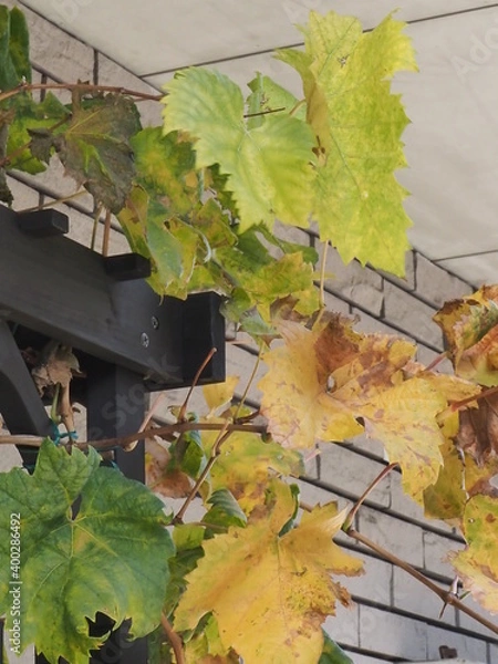 Obraz 冬のブドウ