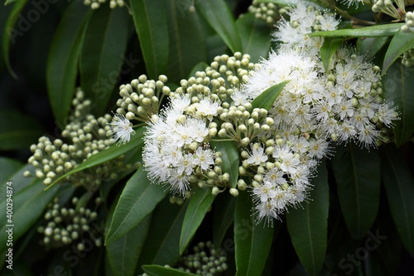 Fototapeta White flowers and buds of the Australian native Lemon Myrtle, Backhousia citriodora, family Myrtaceae. Endemic to coastal rainforest of New South Wales and Queensland. Lemon scented aromatic foliage