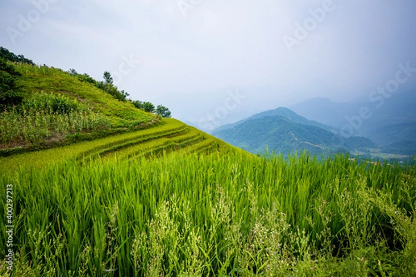 Fototapeta Beautiful view of Rice terrace at Hoang Su Phi. Viewpoint in Hoang Su Phi district, Ha Giang province, Vietnam