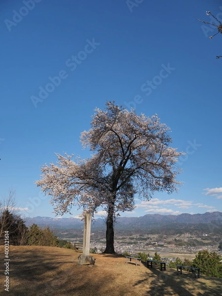 Obraz 信州松岡城址の一本桜
