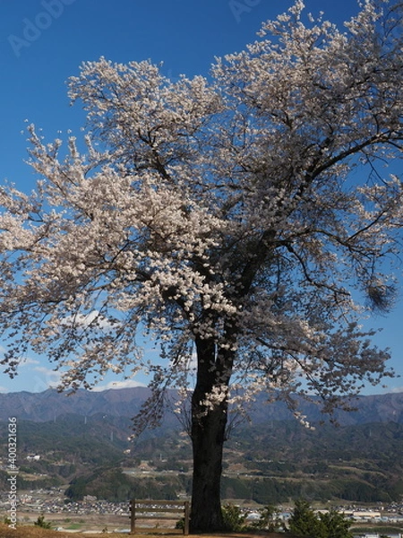 Fototapeta 信州松岡城址の一本桜
