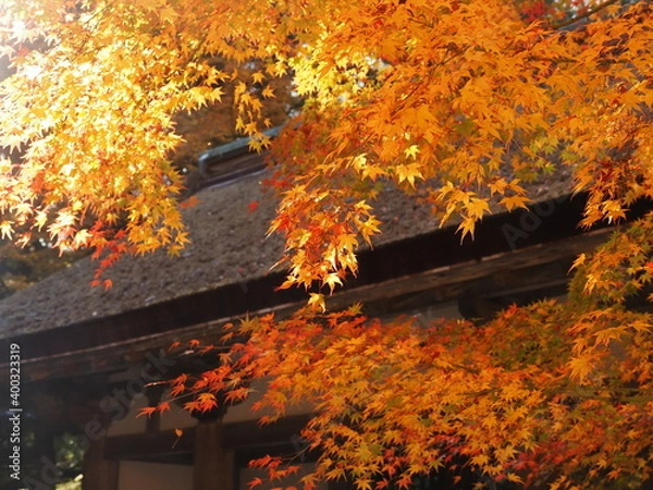 Obraz 五重塔と紅葉の風景