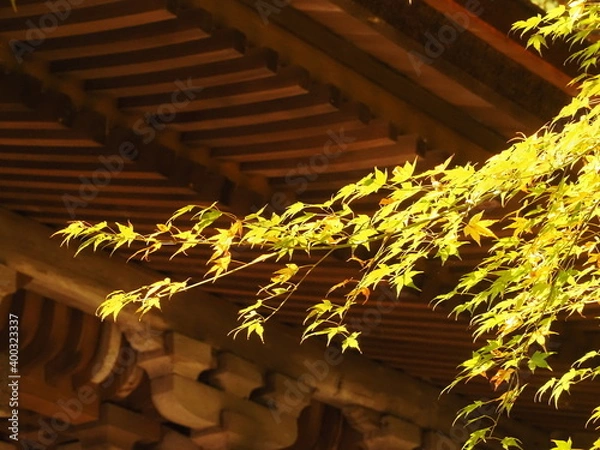 Obraz 五重塔と紅葉の風景