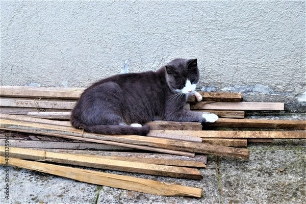 Fototapeta Shiny grey cat sleeping on the woods in cold weather. Grey and white cat gets chilly outside of garden or street due to rainy weather and asks getting inside. It is called "Sokak Kedisi" in Turkish.