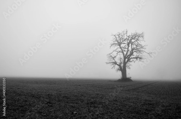Fototapeta Single tree in a field and strong fog in creepy landscape