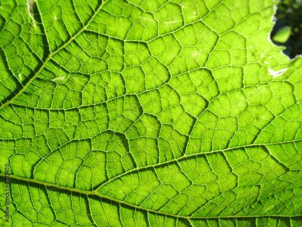 Fototapeta Underside Of A Green Leaf 11