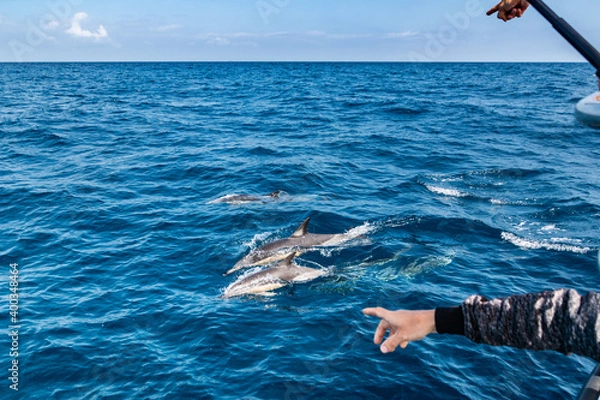 Fototapeta person pointing at dolphins