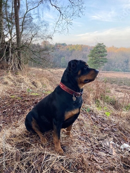 Obraz dog in the field