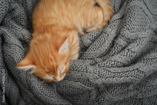 Obraz Cute little ginger kitten is sleeping