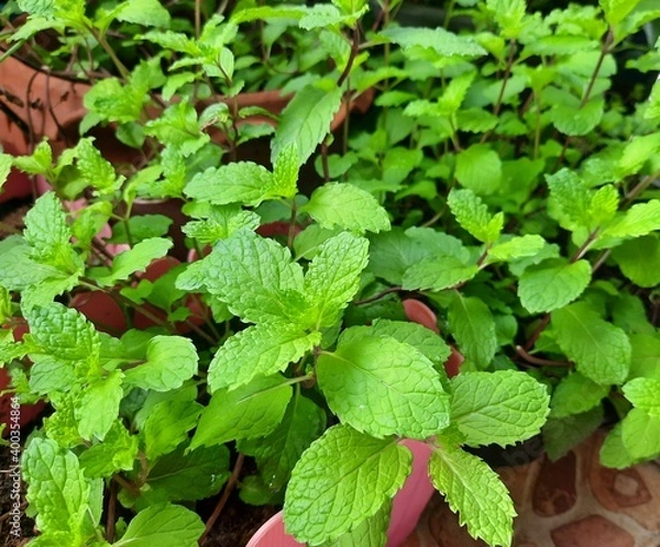 Obraz Fresh organic peppermint trees grown in plant for cooking or eat