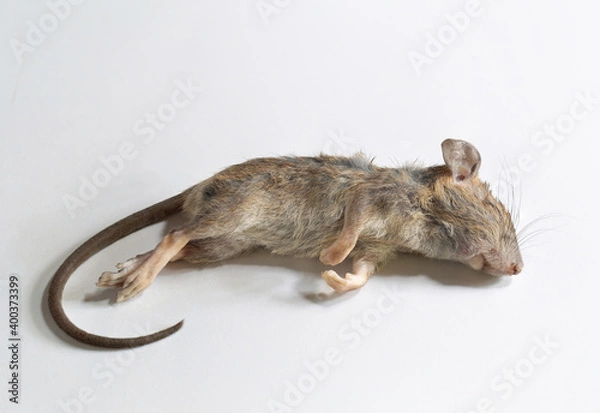 Obraz Rat dead on white background