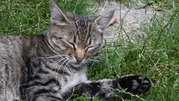 Fototapeta Young grey tabby cat with closed eyes laying among green grass and herbs