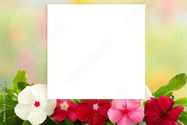 Fototapeta blank white paper board on flowers background with text copy space