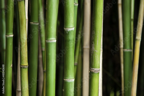 Obraz Green bamboo forest