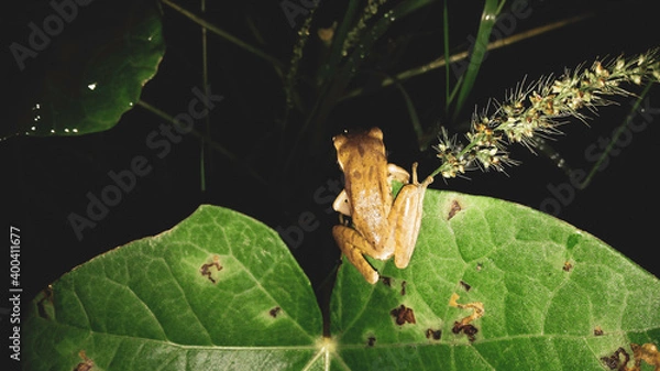 Obraz frog and the leaf