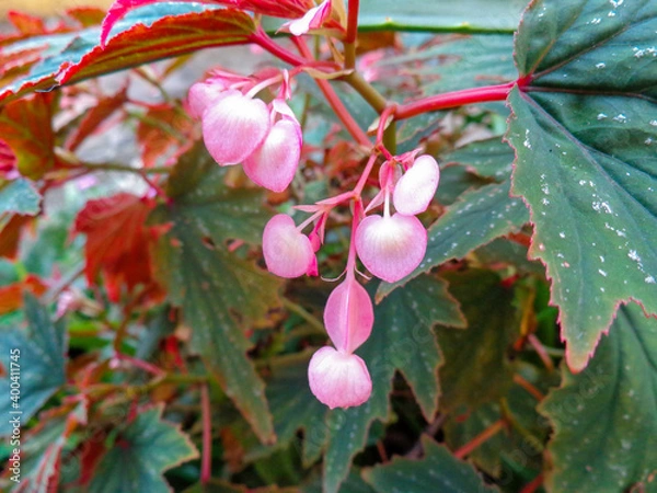 Obraz pink colour heart flowers