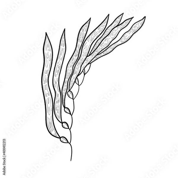 Obraz kelp, macrocystis mon