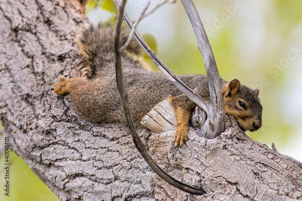 Fototapeta Lounging Squirrel