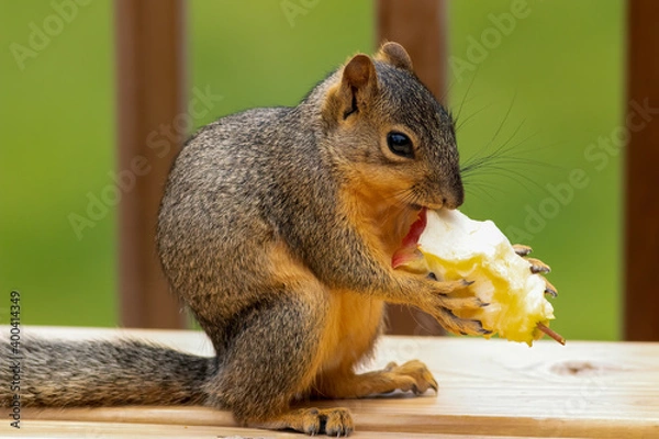 Fototapeta Squirrel Lunch