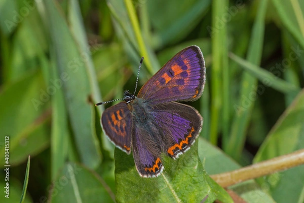 Fototapeta Lycaena helle, Blauschillernder Feuerfalter, DE, NRW, Kalterherberg, Eifel 2020/05/20 08:09:49