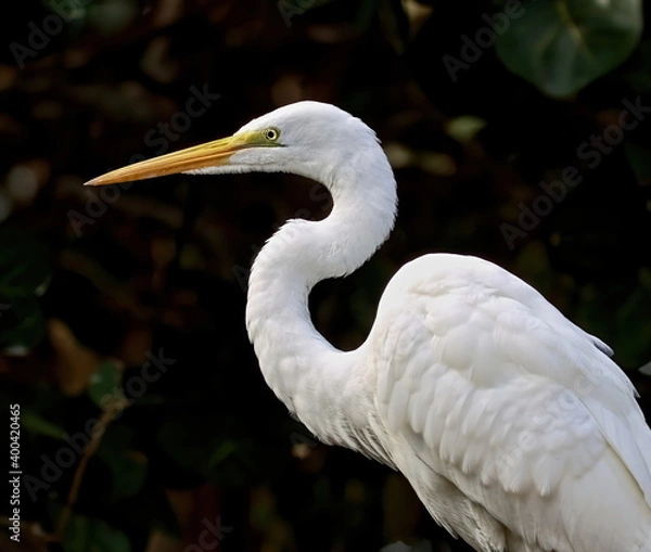 Obraz Left side close up shot of Great egret standing.