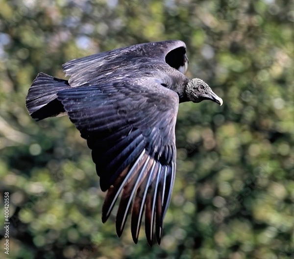 Fototapeta Black vulture in flight up close with green foliage background. Coragyps atratus.