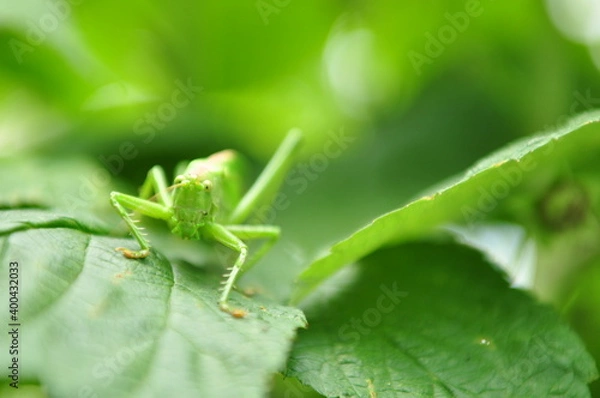 Obraz grasshopper on a leaf