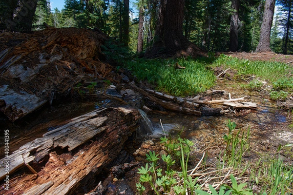Fototapeta Creek and Pond Formed over Fallen Tree at Stanislaus National Park