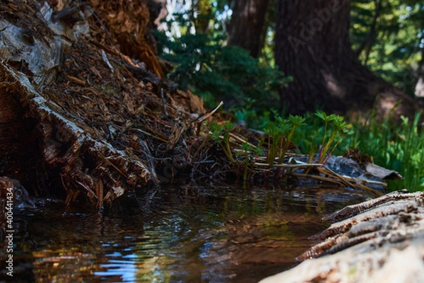Fototapeta Small Pond Made From Fallen Tree