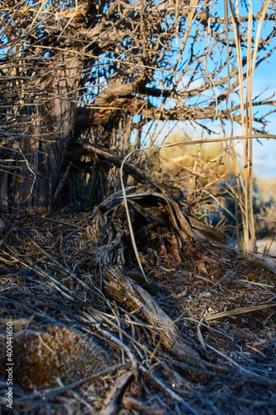 Fototapeta Frosty Bridge Formed Under Sage Brush