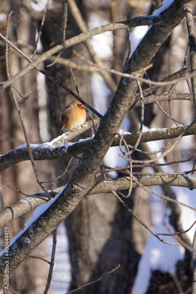 Obraz Female cardinal