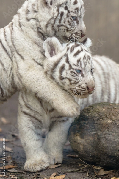 Fototapeta ホワイトタイガー赤ちゃん