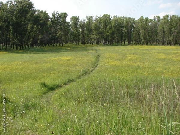 Obraz path through the field to the forest