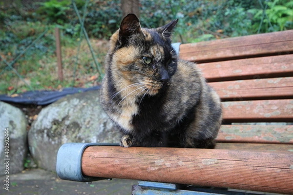 Obraz ベンチで振り返るねこ