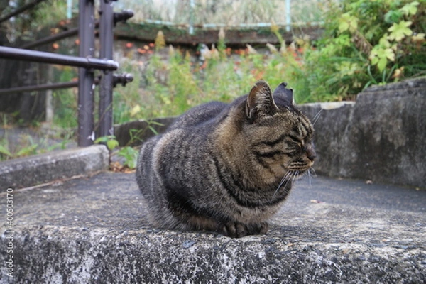 Obraz よそを見るねこ