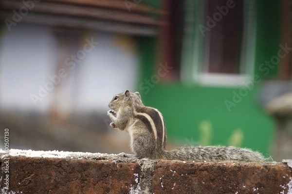 Fototapeta squirrel on a fence